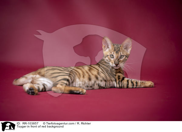 Toyger in front of red background / RR-103857