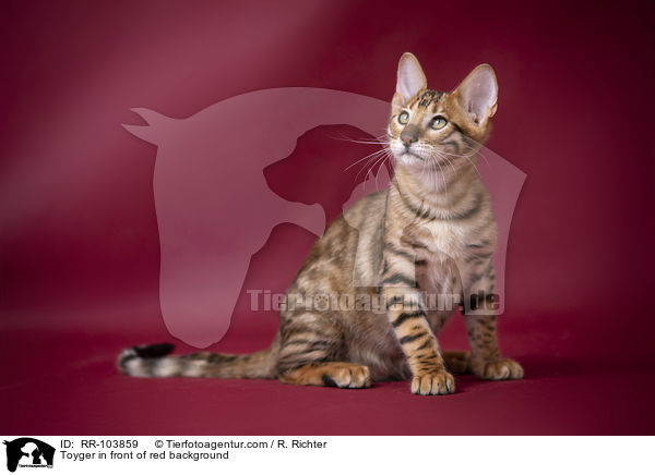 Toyger in front of red background / RR-103859
