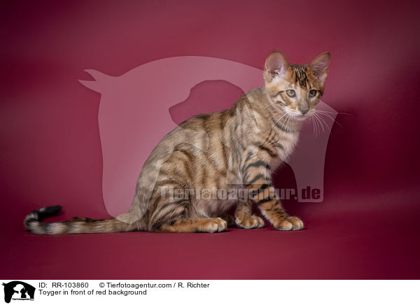 Toyger in front of red background / RR-103860