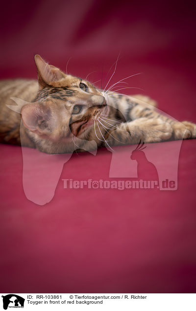 Toyger in front of red background / RR-103861