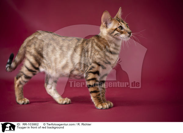 Toyger in front of red background / RR-103862