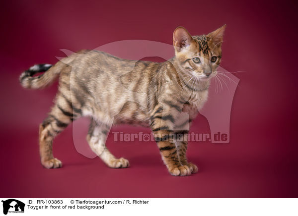 Toyger in front of red background / RR-103863