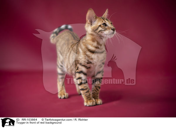 Toyger in front of red background / RR-103864