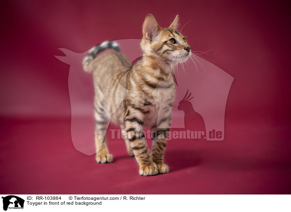 Toyger vor rotem Hintergrund / Toyger in front of red background / RR-103864