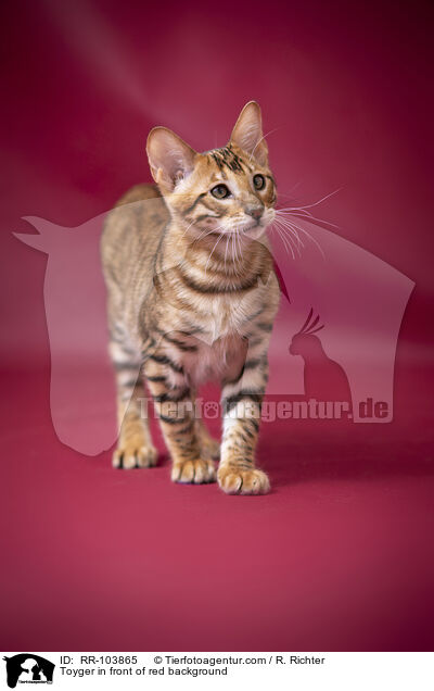 Toyger in front of red background / RR-103865