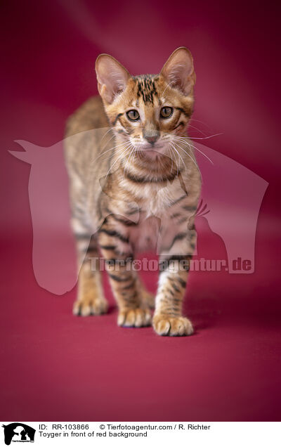 Toyger in front of red background / RR-103866