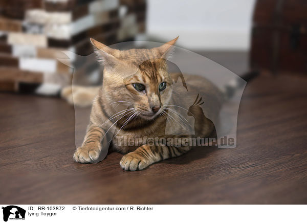 liegender Toyger / lying Toyger / RR-103872