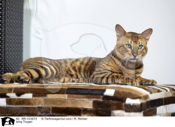 liegender Toyger / lying Toyger / RR-103874