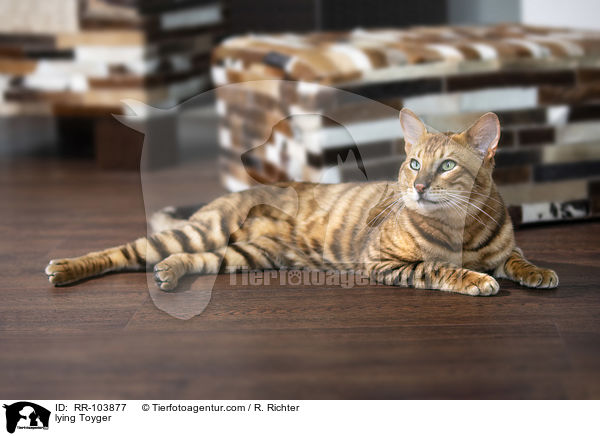 liegender Toyger / lying Toyger / RR-103877