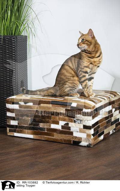 sitzender Toyger / sitting Toyger / RR-103882