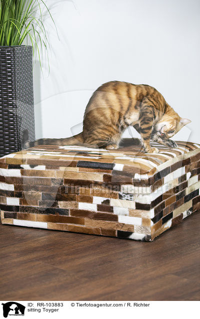 sitting Toyger / RR-103883