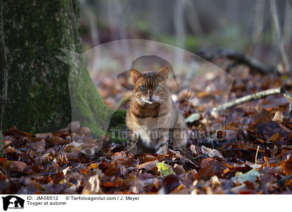 Toyger at autumn / JM-06512