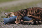 playing Toyger