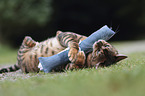 playing Toyger