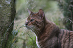 Toyger portrait