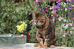 playing Toyger