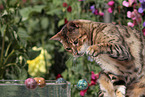 playing Toyger