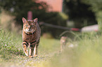 walking Toyger