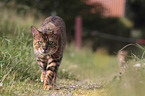 walking Toyger