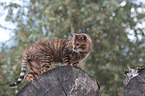 standing Toyger