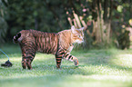 walking Toyger