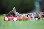 playing Toyger