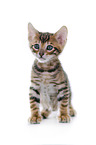 Toyger Kitten in front of white background