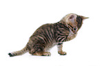 Toyger Kitten in front of white background