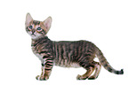 Toyger Kitten in front of white background