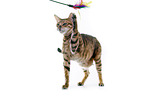 Toyger in front of white background