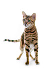 Toyger in front of white background