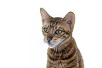 Toyger in front of white background