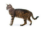 Toyger in front of white background