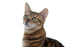 Toyger in front of white background