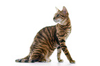 Toyger in front of white background