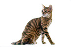 Toyger in front of white background