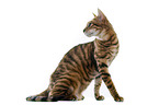 Toyger in front of white background