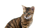 Toyger in front of white background