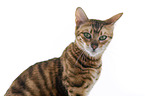 Toyger in front of white background