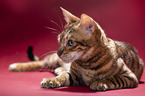 Toyger in front of red background