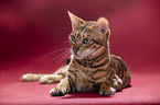 Toyger in front of red background