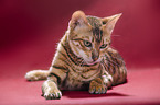 Toyger in front of red background