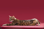 Toyger in front of red background