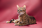 Toyger in front of red background