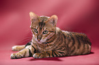 Toyger in front of red background