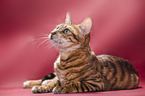 Toyger in front of red background