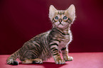 Toyger Kitten in front of red background