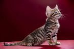 Toyger Kitten in front of red background