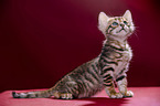 Toyger Kitten in front of red background