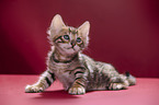 Toyger Kitten in front of red background